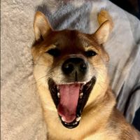 Dustin Peterson profile picture