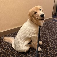 Stella the Golden profile picture