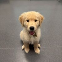 Stella the Golden profile picture