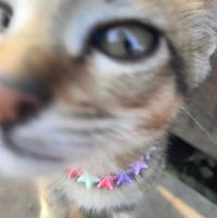 Sage Holland profile picture