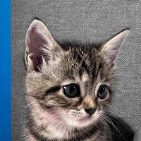 WWIZZ profile picture
