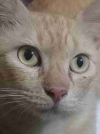 Nej Yoshida profile picture