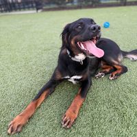 Kona profile picture