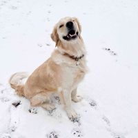 Carter Dengler profile picture