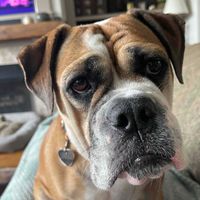 Andi Nigro profile picture