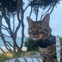 Breana Nannetti profile picture