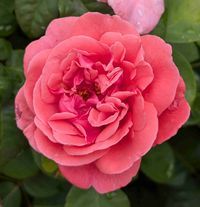 Brenna Rife profile picture