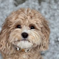 Mia Bons profile picture