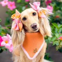 Clementine the Dachshund profile picture