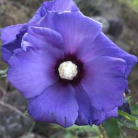 Margaret Pierce profile picture