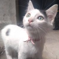 KaremQ profile picture