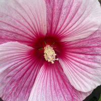 Rochelle Collings profile picture