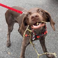 Dez Carroll profile picture