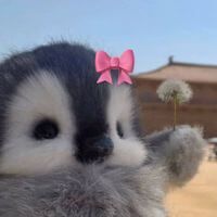 Nova profile picture