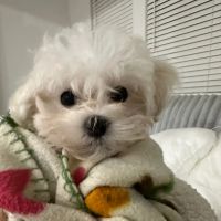 Candid Critique profile picture