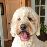 Kris A. profile picture