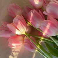 Stephanie profile picture