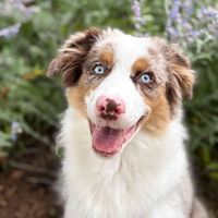 Lindsey Kugler profile picture