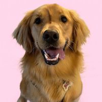 Zoey Zipper Nose profile picture