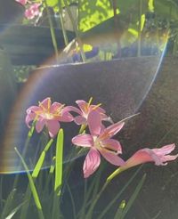 Ceris Buckley profile picture