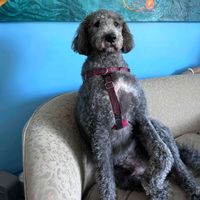 sherry gershen profile picture