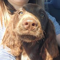 Anahide T profile picture