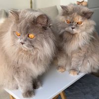 Taco & Nacho profile picture