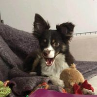 Lily Carmody profile picture