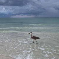 Kiley Schou profile picture