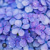 Ieva Umm profile picture