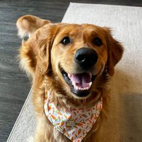 Honey profile picture