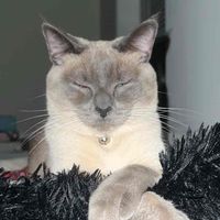 lena s profile picture