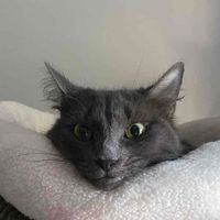 Baela profile picture