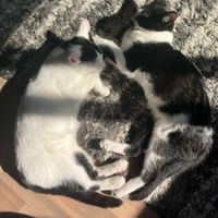 Aleta profile picture