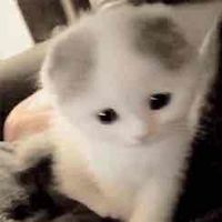 val santini 🩷 profile picture