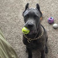 Abigail Colvig profile picture