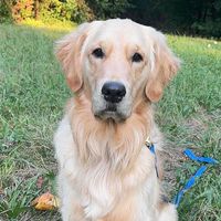Buck The Golden Retriever profile picture