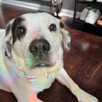 laura bell profile picture