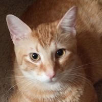 Orange Boss Cat profile picture