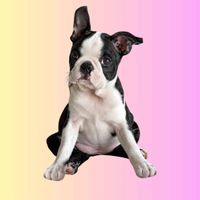 Miss Presley profile picture