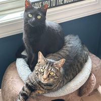 Jillian DeSantis profile picture