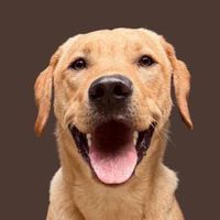 CJ profile picture