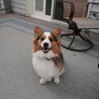 Walnut the Corgi profile picture