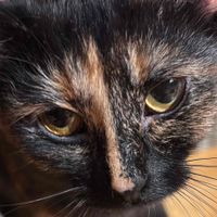 Katrina Tano profile picture