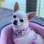Sunny The Chi profile picture