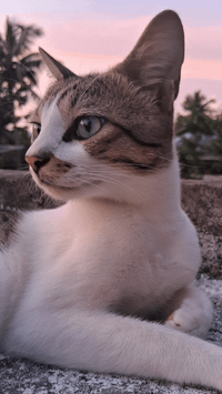 Panchami R Nair profile picture