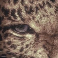 justadivva profile picture
