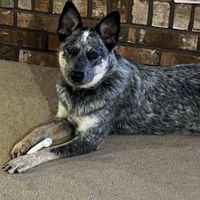 Tara Haines profile picture