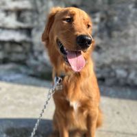 Lauren Maidlow profile picture