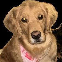 Bella profile picture